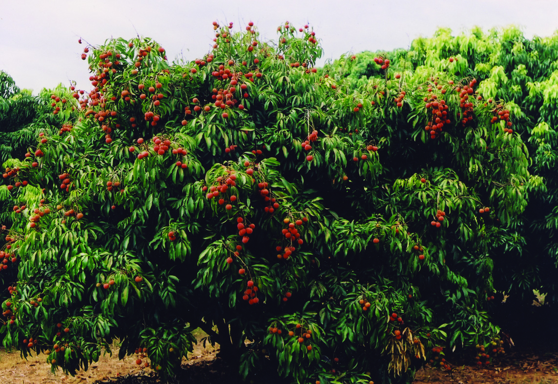 লিচু বাগান