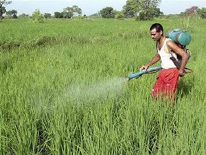 অসুরক্ষিত অবস্থায় কীটনাশক স্প্রে স্বাস্থ্যের পক্ষ্যে হানিকারক