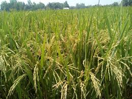 আমন ধান