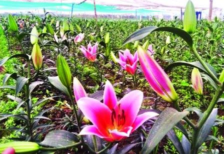 লিলিয়াম ফুল