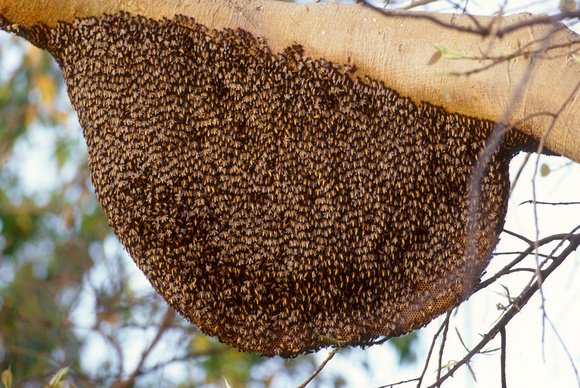 মৌচাক