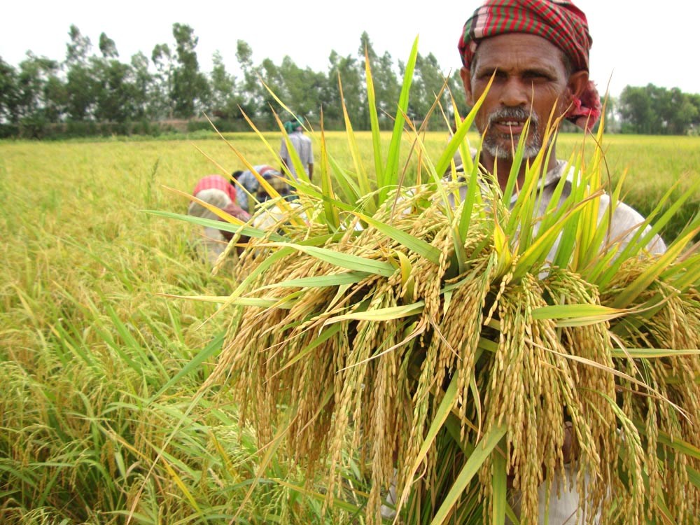 বোরো ধান