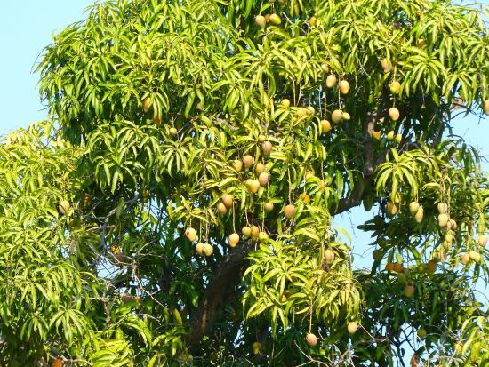 আম গাছ