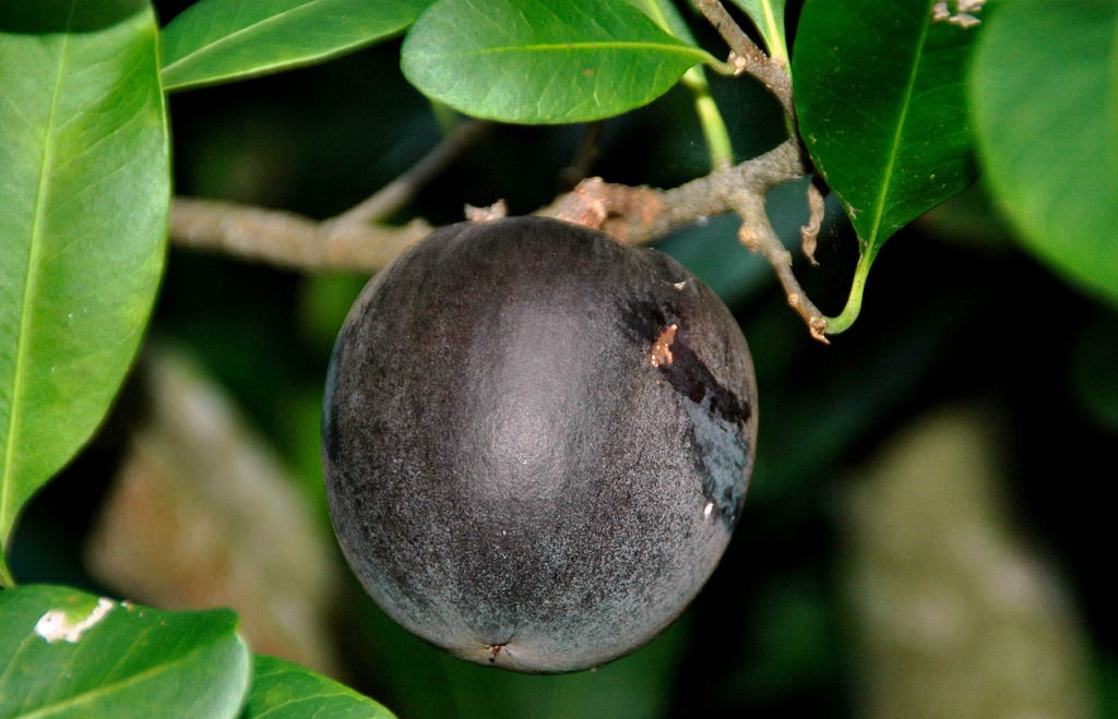 কালো আপেল
