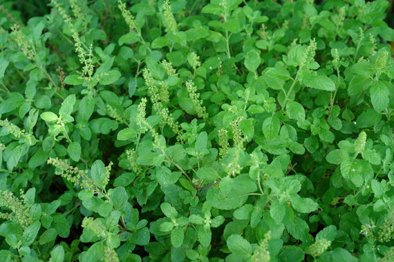 রামতুলসী
