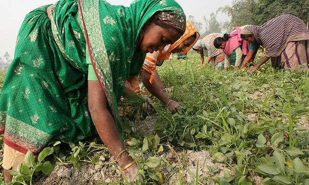 কৃষিকাজে নারী