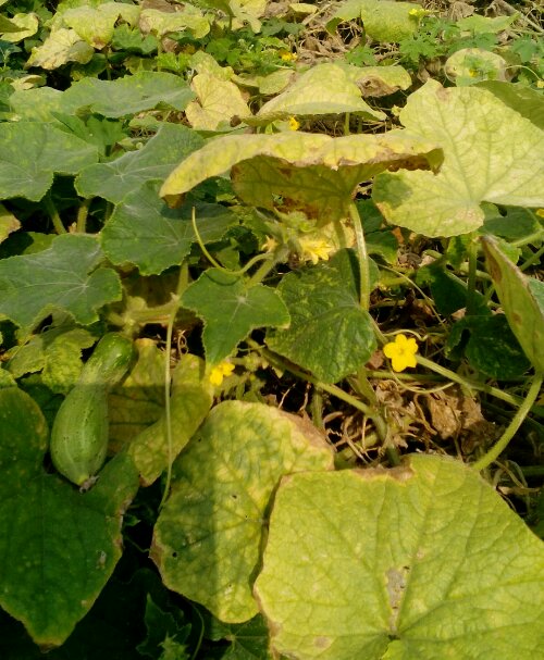 শশা গাছ