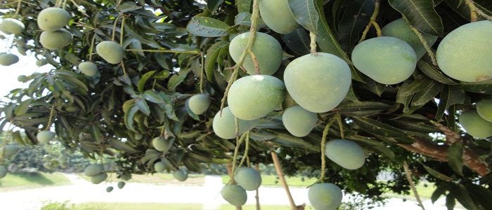 আমবাগান