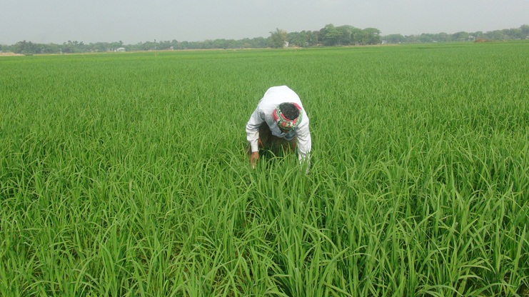 বোরো ধান চাষ