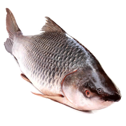 রুই মাছ