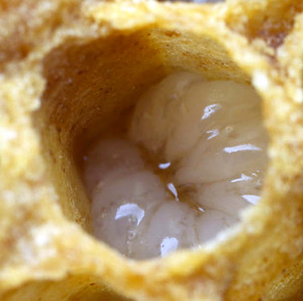 মৌমাছির লার্ভা
