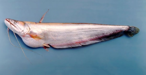বোয়াল মাছ