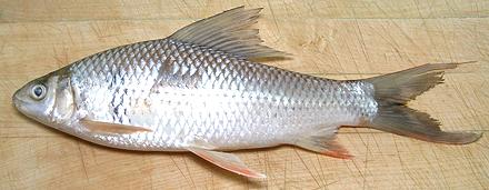 সিলভার কার্প