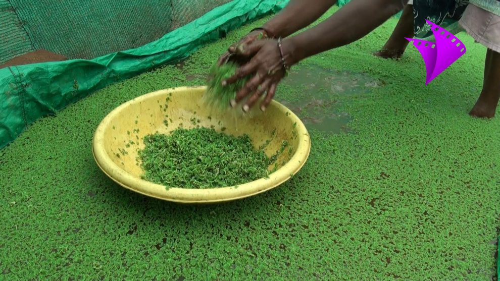 অ্যাজোলা চাষ
