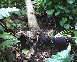 Brown rot disease