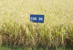সি.এস.আর-৩৬