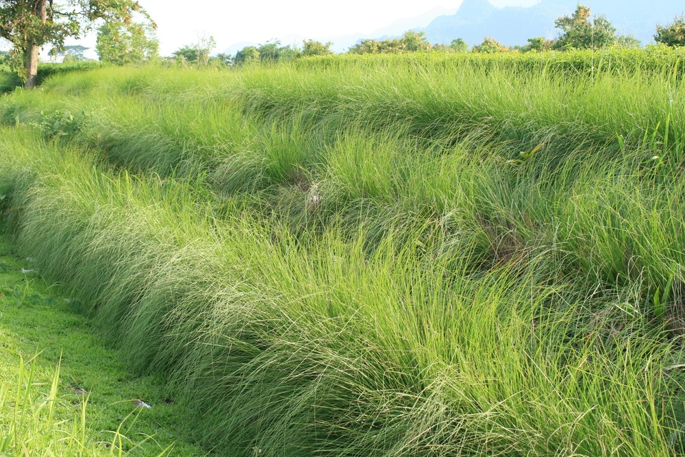 ভেটিভার ঘাস