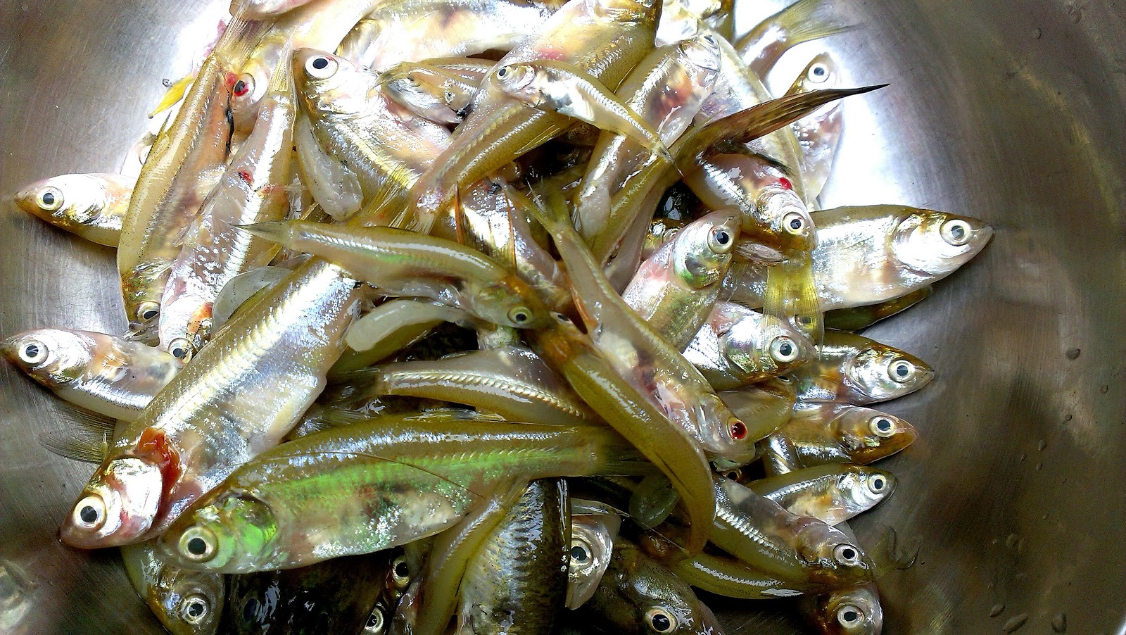 মৌরলা মাছ