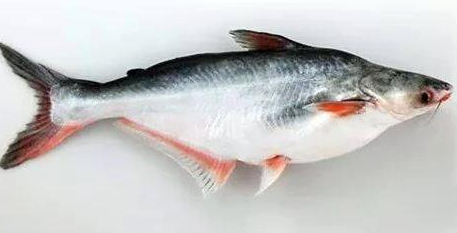 পাঙাশ মাছ