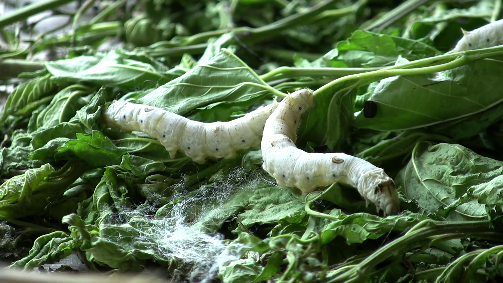 রেশম কীট তুঁতে পাতা খাচ্ছে