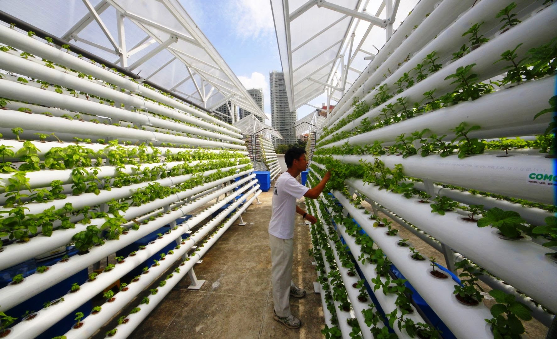 উল্লম্ব কৃষি (Vertical Farming)