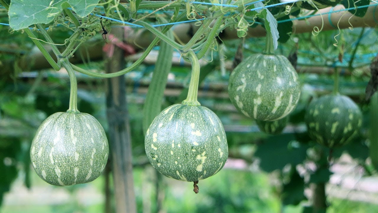 কুমড়ো চাষ