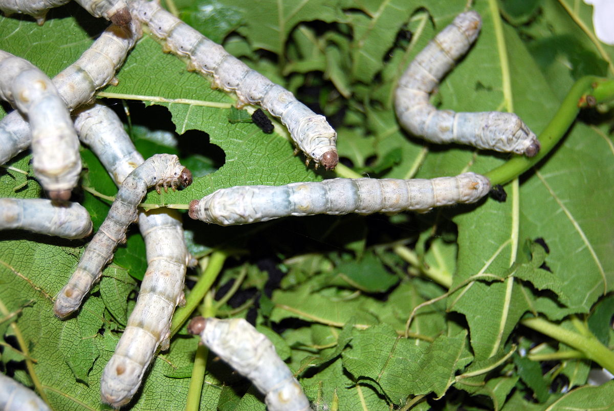 রেশম পোকা
