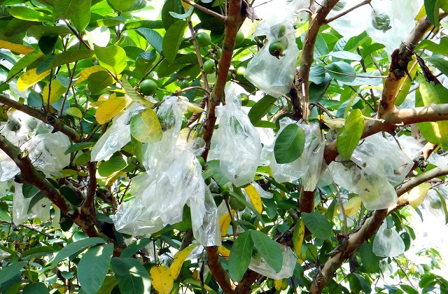 স্পান বাউন্ড পলিপ্রোপাইলিন ফ্যাব্রিক ব্যাগের ব্যাবহার