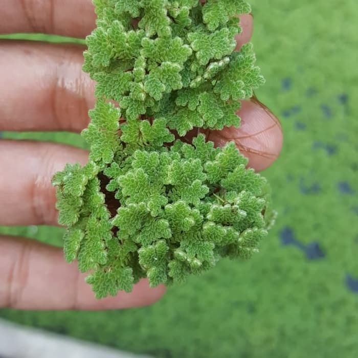 সবুজ সার অ্যাজোলা