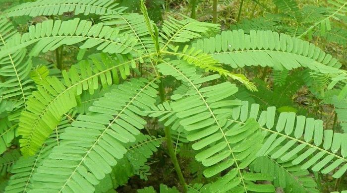 সবুজ সার ধৈঞ্চা